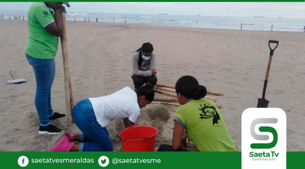 Tortugas siguen anidando en playa Las Palmas