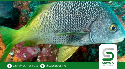 Descubren dos nuevas especies de peces en Galápagos y Pacífico