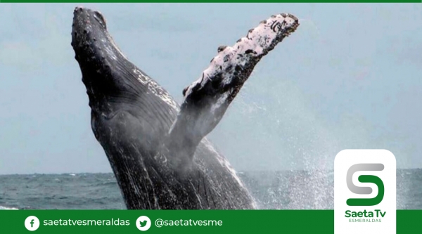 Distanciamiento, mascarilla y desinfección para observar las ballenas jorobadas en Manabí y Esmeraldas