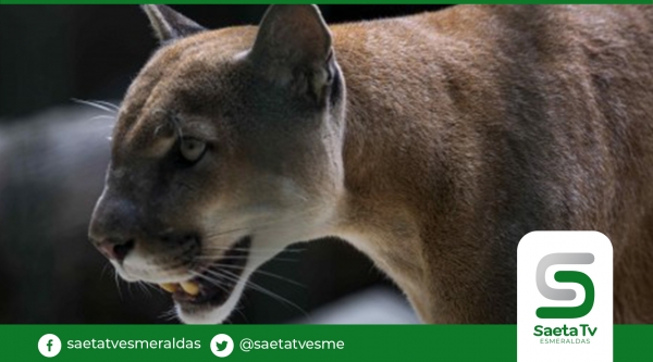 Ecuador denuncia ante la Fiscalía la cacería de un puma