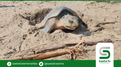 CELEC EP Termoesmeraldas prepara  lugar para anidamientos de tortugas golfinas