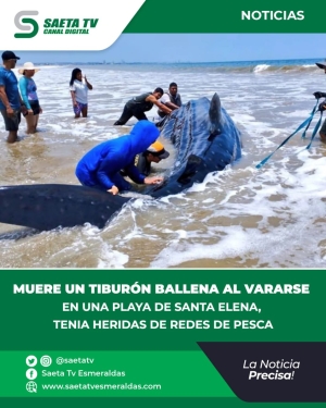 MUERE UN TIBURÓN BALLENA AL VARARSE EN UNA PLAYA DE SANTA ELENA, TENIA HERIDAS DE REDES DE PESCA