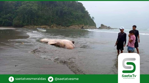 Cetáceo llegó a Muisne en estado de descomposición