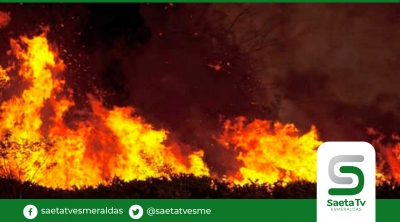 Incendios forestales mortales, contaminación acústica y disrupción en los ciclos de vida: informe de la ONU