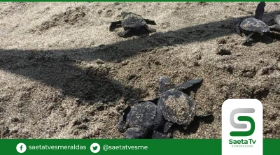 San Lorenzo - Sur de Manta se afianza como santuario de las tortugas marinas