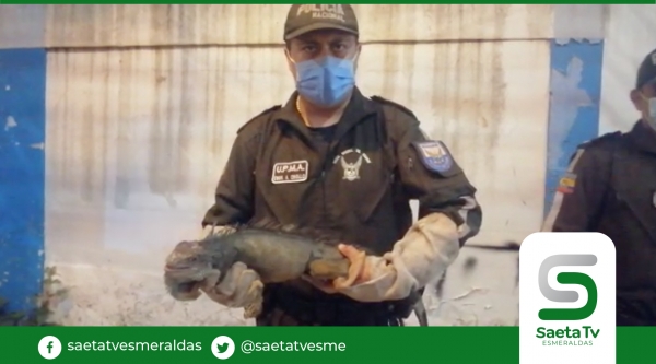 Policías ambientales rescatan una iguana